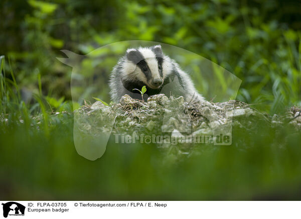 European badger / FLPA-03705