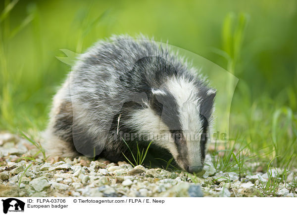 European badger / FLPA-03706