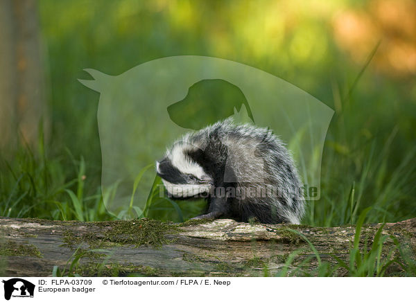 Europischer Dachs / European badger / FLPA-03709