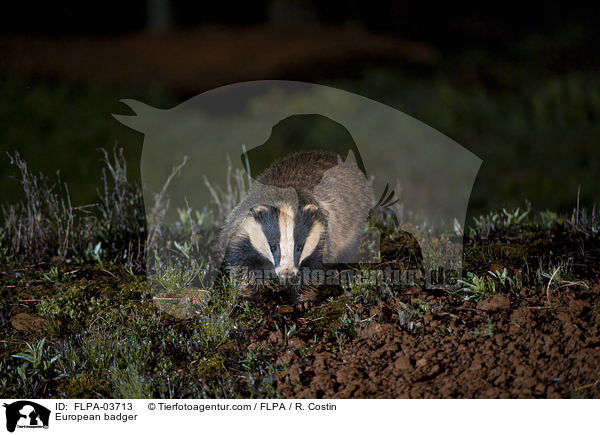 Europischer Dachs / European badger / FLPA-03713