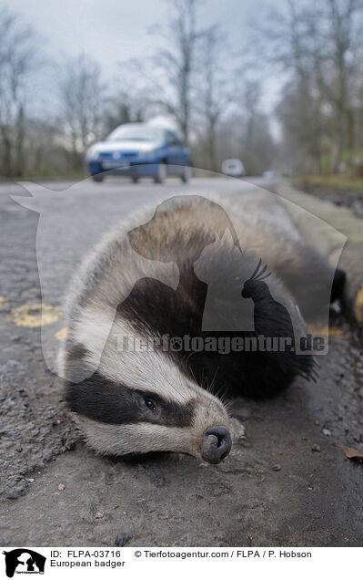 Europischer Dachs / European badger / FLPA-03716