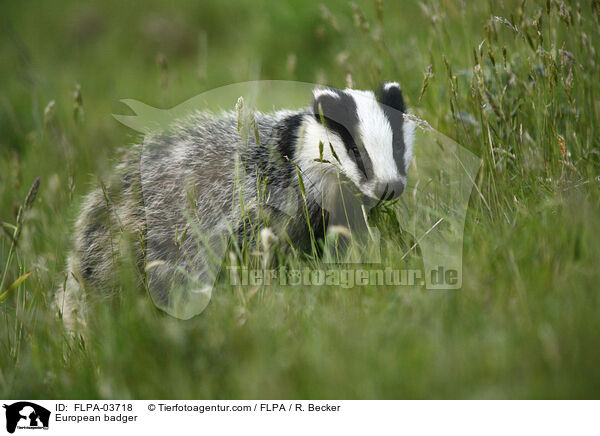 Europischer Dachs / European badger / FLPA-03718