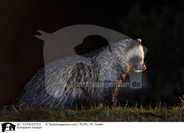 Europischer Dachs / European badger / FLPA-03723