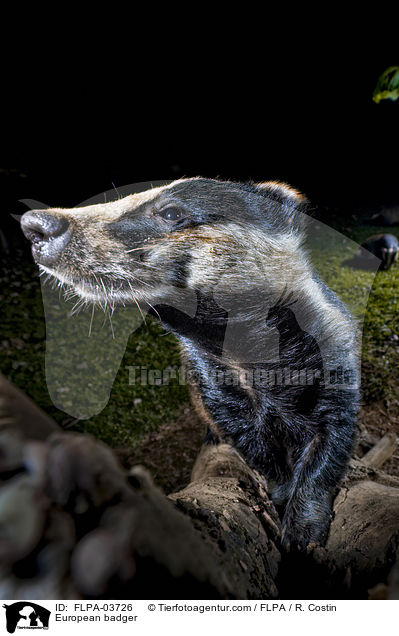 European badger / FLPA-03726