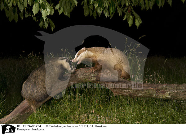 Europische Dachse / European badgers / FLPA-03734