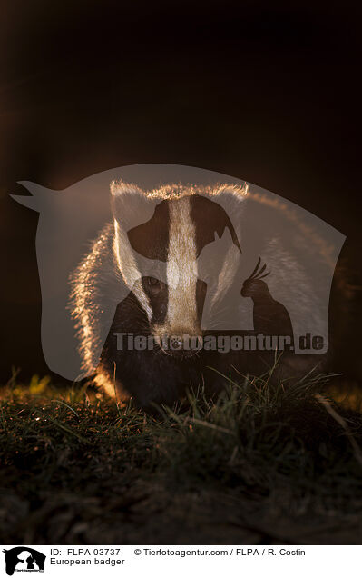 European badger / FLPA-03737