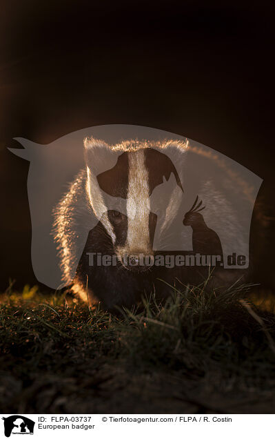 Europischer Dachs / European badger / FLPA-03737