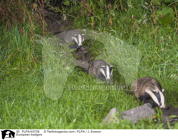 European badgers / FLPA-03738