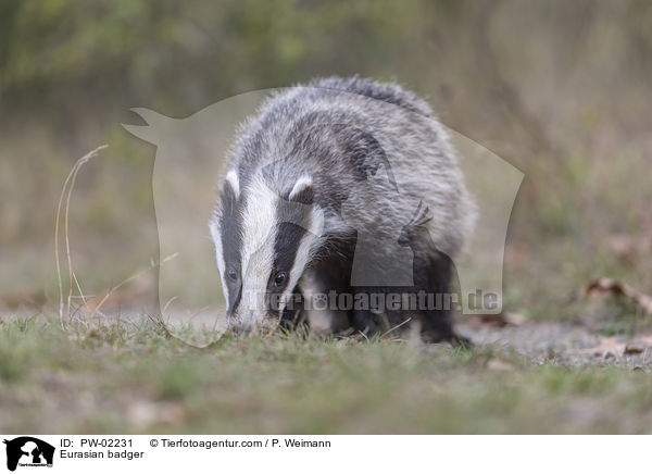 Eurasian badger / PW-02231
