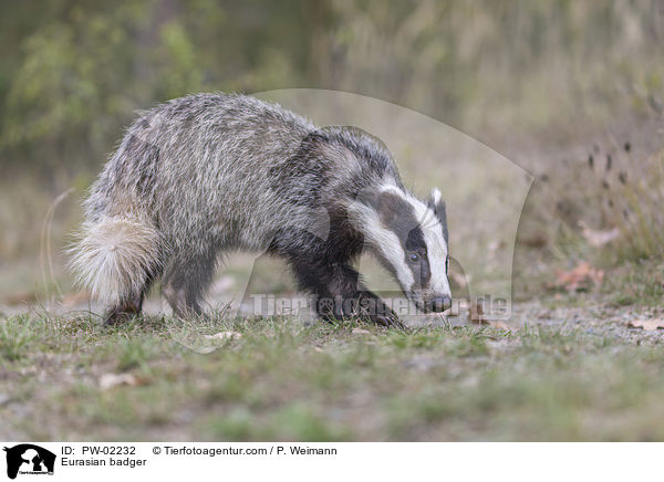Eurasian badger / PW-02232
