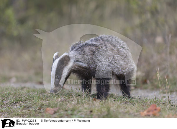 Eurasian badger / PW-02233