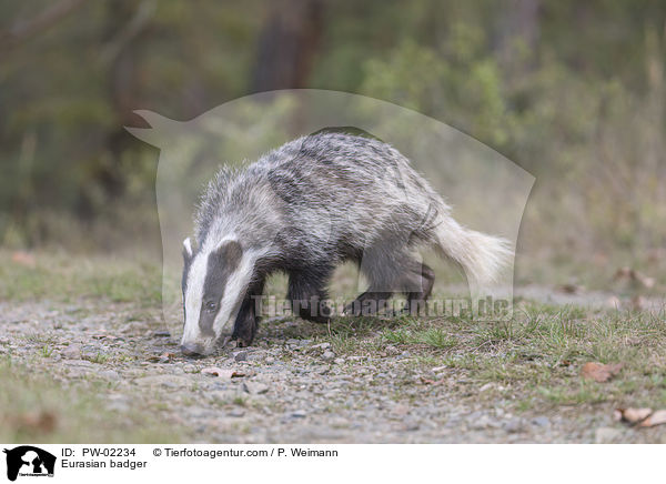 Europischer Dachs / Eurasian badger / PW-02234