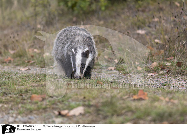 Europischer Dachs / Eurasian badger / PW-02235