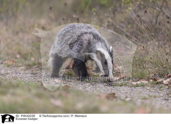 Eurasian badger / PW-02236