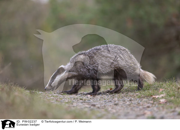 Europischer Dachs / Eurasian badger / PW-02237