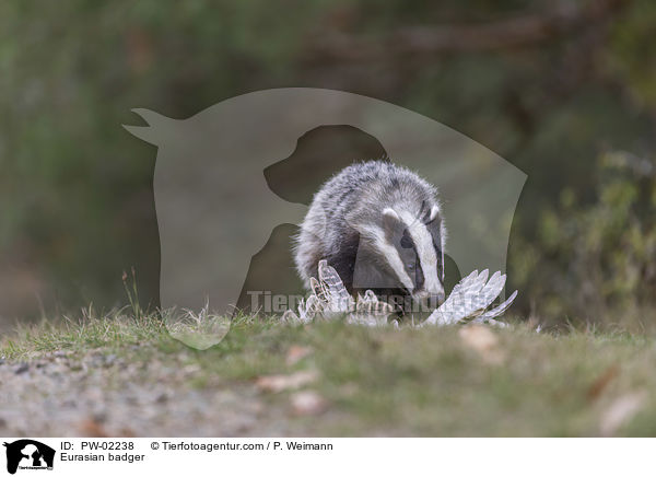 Eurasian badger / PW-02238