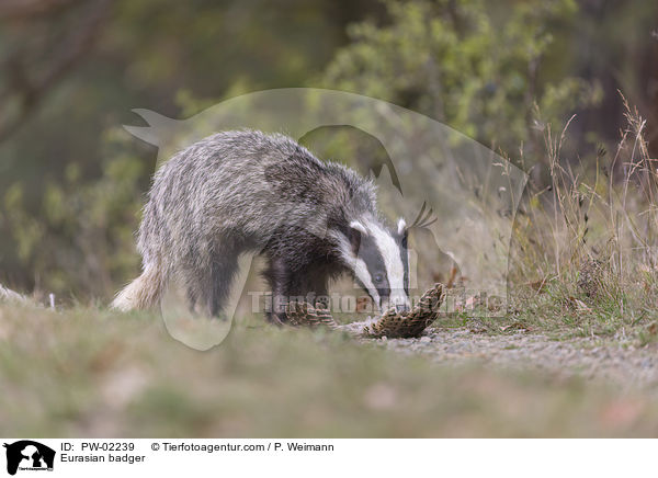 Europischer Dachs / Eurasian badger / PW-02239