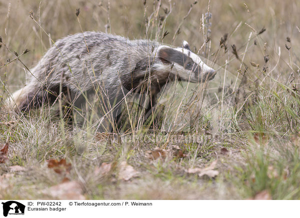 Europischer Dachs / Eurasian badger / PW-02242