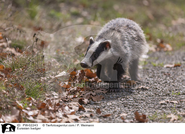 Eurasian badger / PW-02243