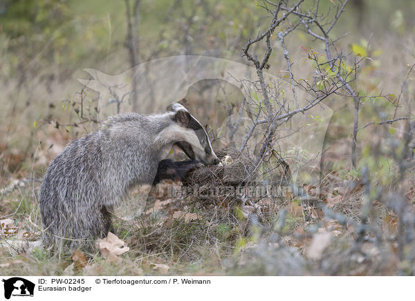 Europischer Dachs / Eurasian badger / PW-02245