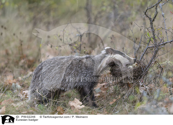 Europischer Dachs / Eurasian badger / PW-02246