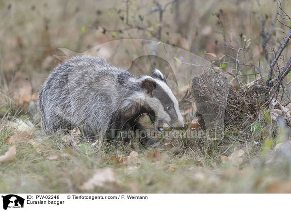 Eurasian badger / PW-02248