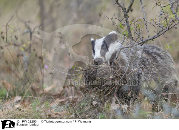 Eurasian badger / PW-02250