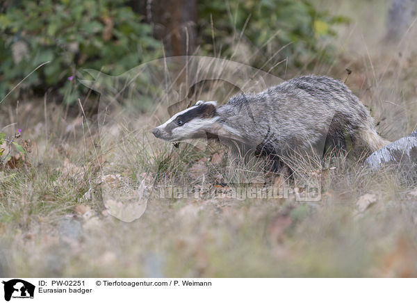 Europischer Dachs / Eurasian badger / PW-02251