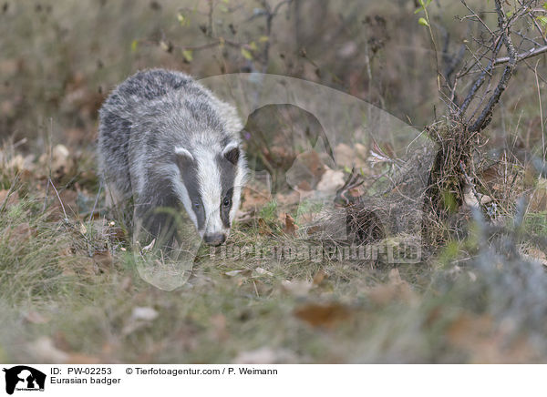Eurasian badger / PW-02253