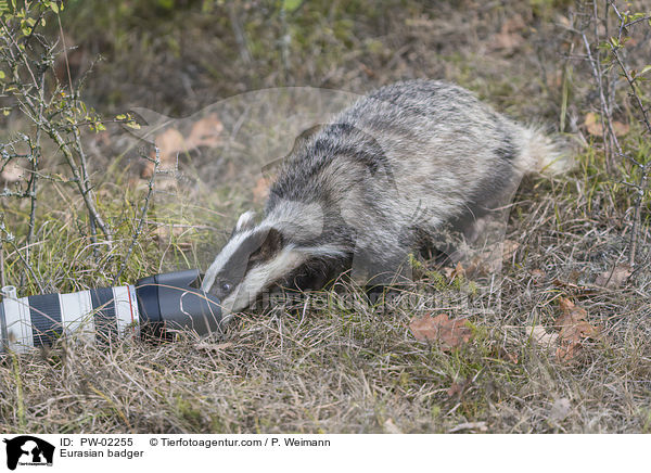 Europischer Dachs / Eurasian badger / PW-02255