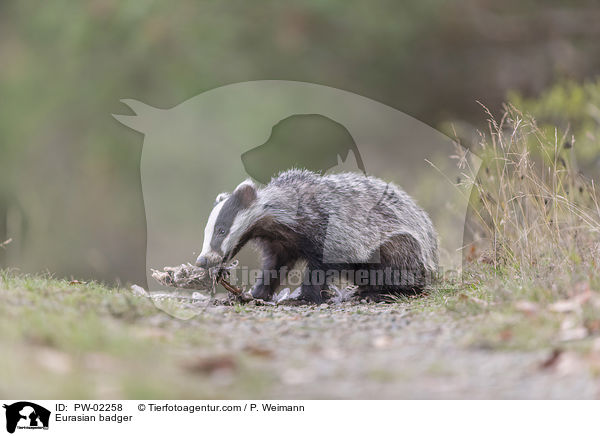 Europischer Dachs / Eurasian badger / PW-02258