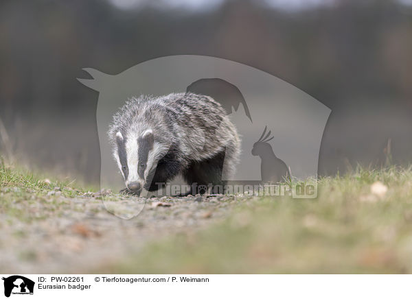 Eurasian badger / PW-02261