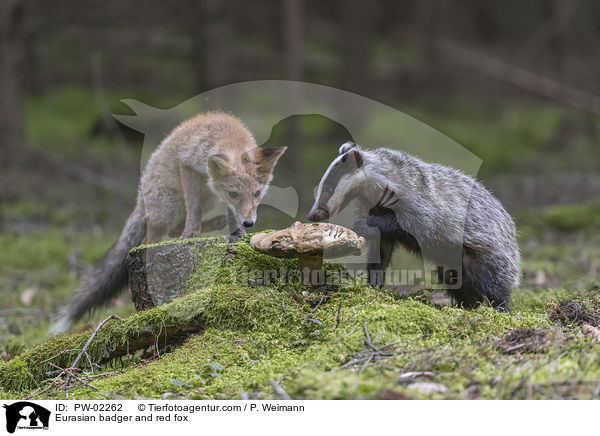 Eurasian badger and red fox / PW-02262