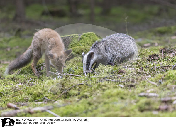 Europischer Dachs und Rotfuchs / Eurasian badger and red fox / PW-02264