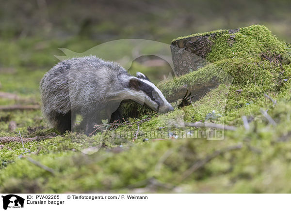 Eurasian badger / PW-02265