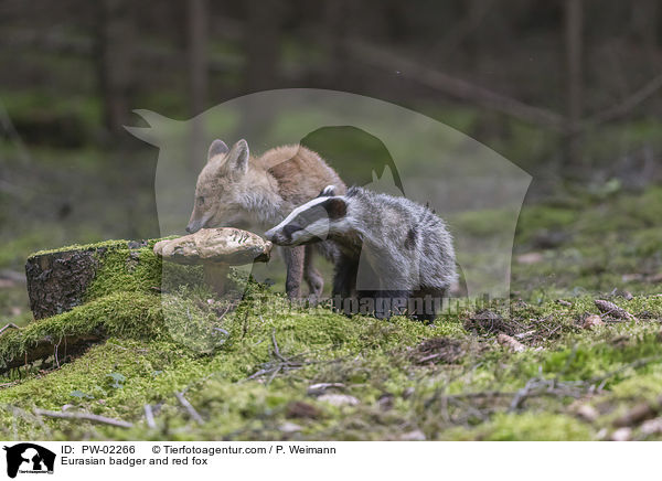 Europischer Dachs und Rotfuchs / Eurasian badger and red fox / PW-02266