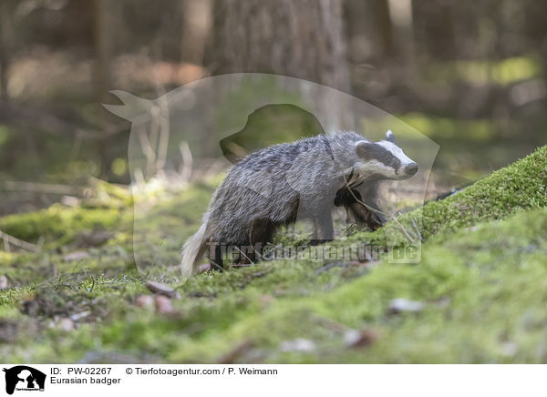 Europischer Dachs / Eurasian badger / PW-02267