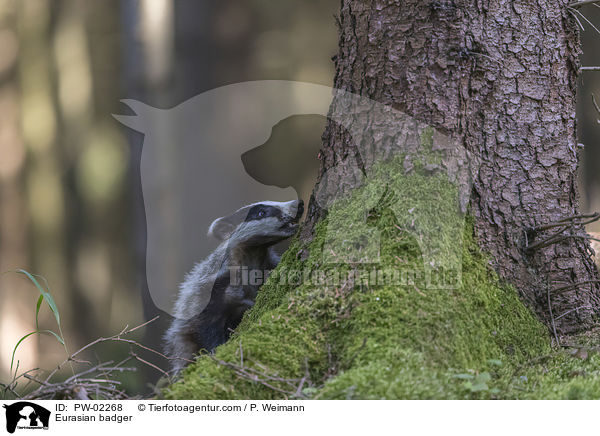 Europischer Dachs / Eurasian badger / PW-02268