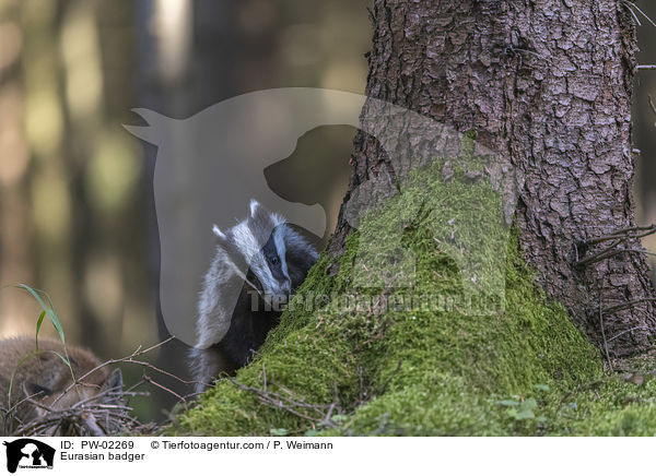 Europischer Dachs / Eurasian badger / PW-02269