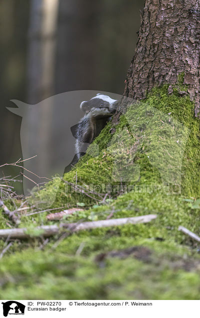 Eurasian badger / PW-02270
