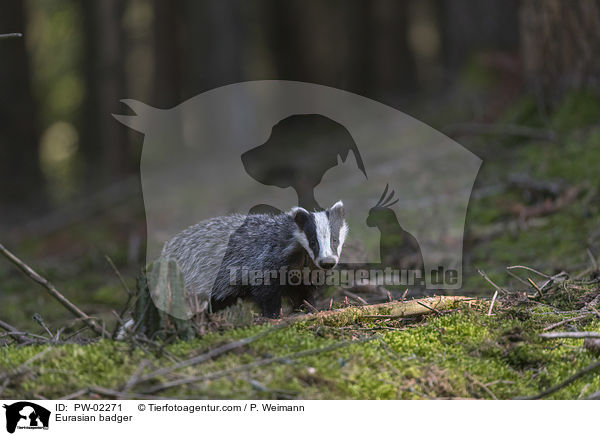 Europischer Dachs / Eurasian badger / PW-02271