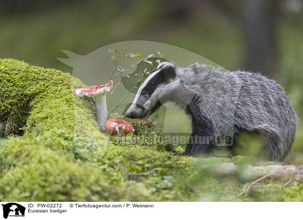 Europischer Dachs / Eurasian badger / PW-02272