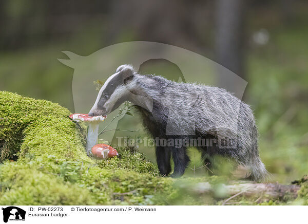 Europischer Dachs / Eurasian badger / PW-02273
