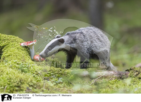 Europischer Dachs / Eurasian badger / PW-02274