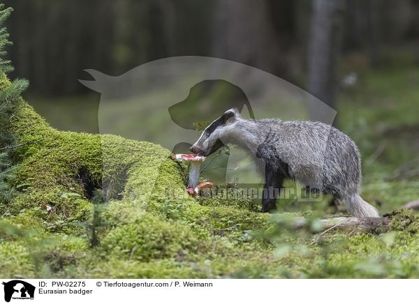 Europischer Dachs / Eurasian badger / PW-02275
