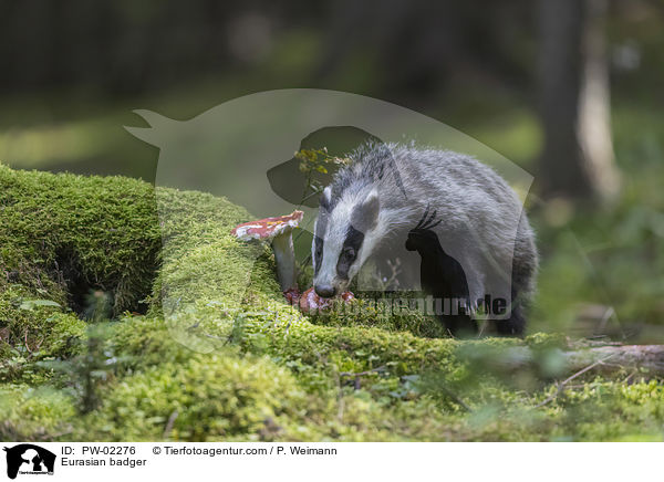 Eurasian badger / PW-02276