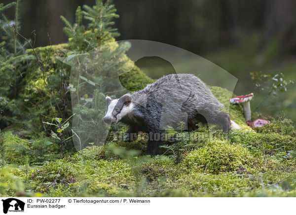Europischer Dachs / Eurasian badger / PW-02277