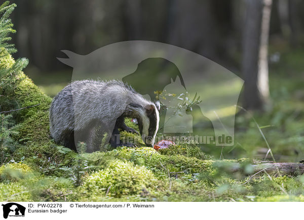 Europischer Dachs / Eurasian badger / PW-02278