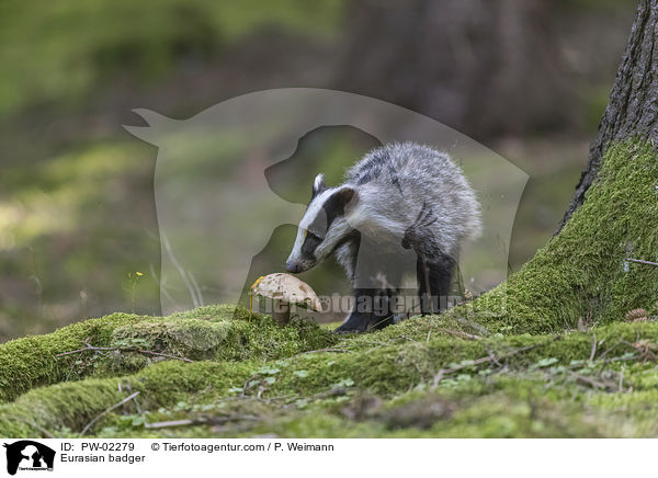 Eurasian badger / PW-02279