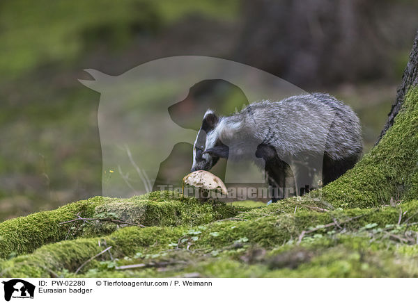 Eurasian badger / PW-02280